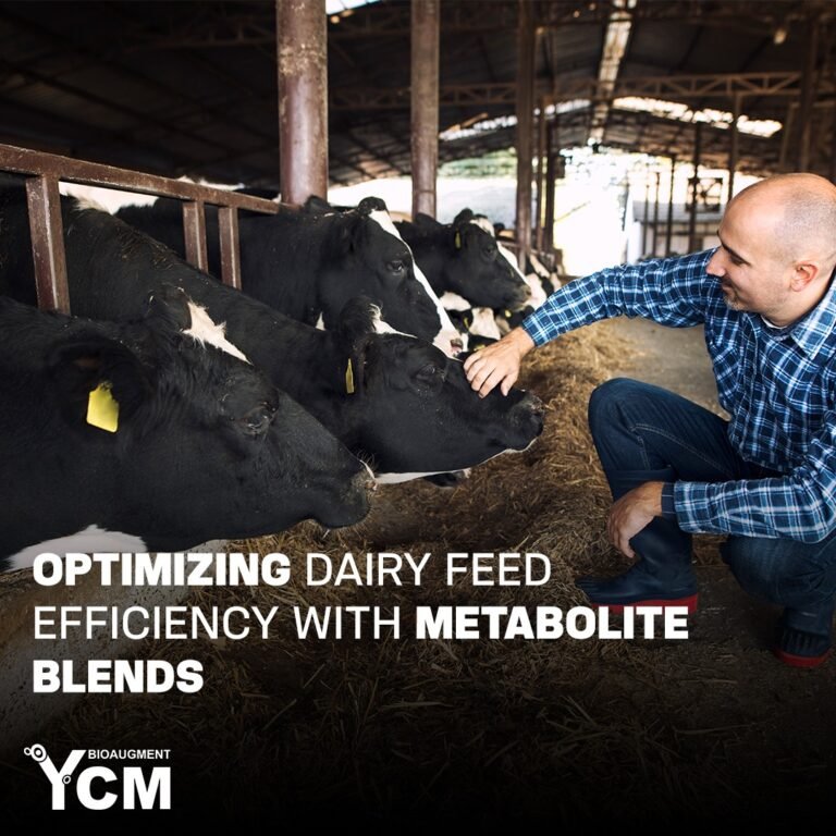 Optimizing Dairy Feed Efficiency with Metabolite Blends