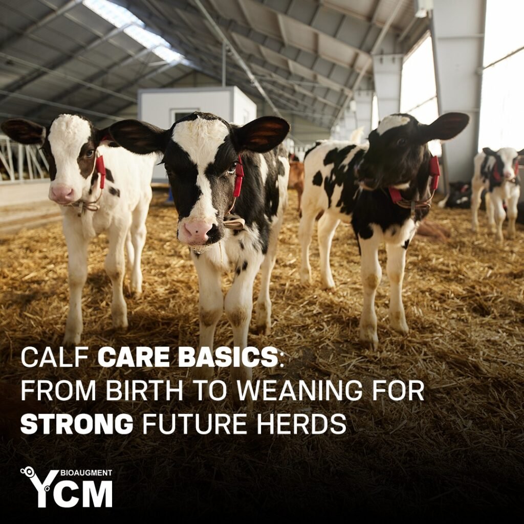 calf starter