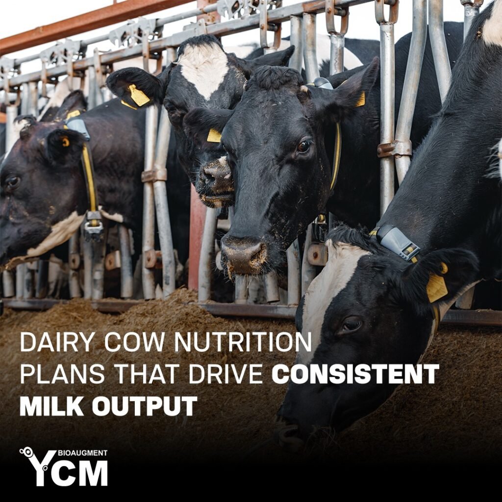 dairy cow