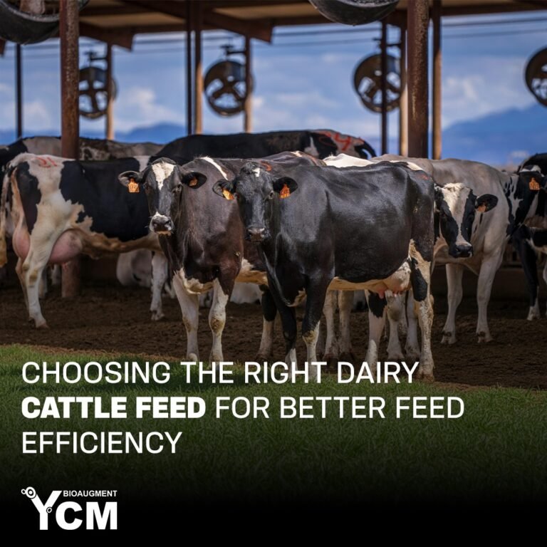 Choosing the Right Dairy Cattle Feed for Better Feed Efficiency