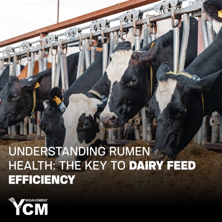 Understanding Rumen Health: The Key to Dairy Feed Efficiency