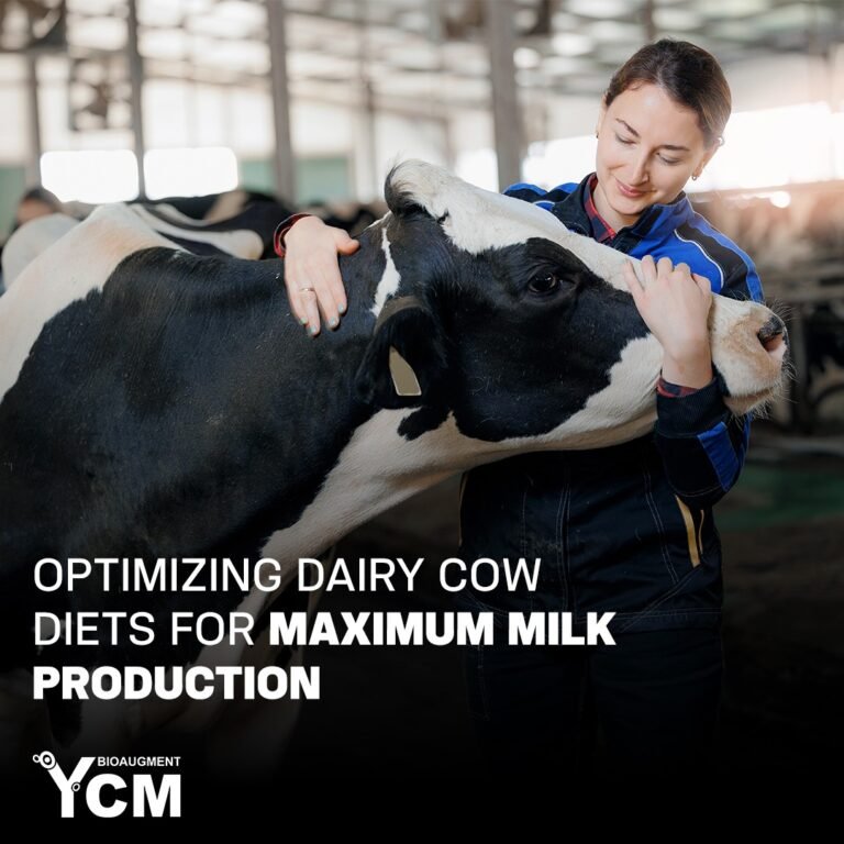 Optimizing Dairy Cow Diets for Maximum Milk Production