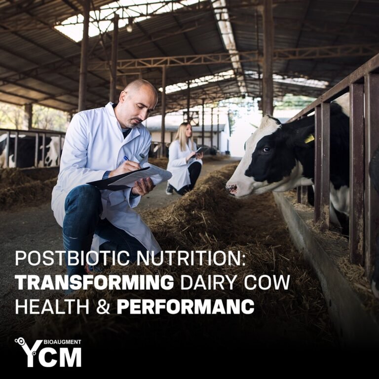 Postbiotic Nutrition: Transforming Dairy Cow Health and Performance