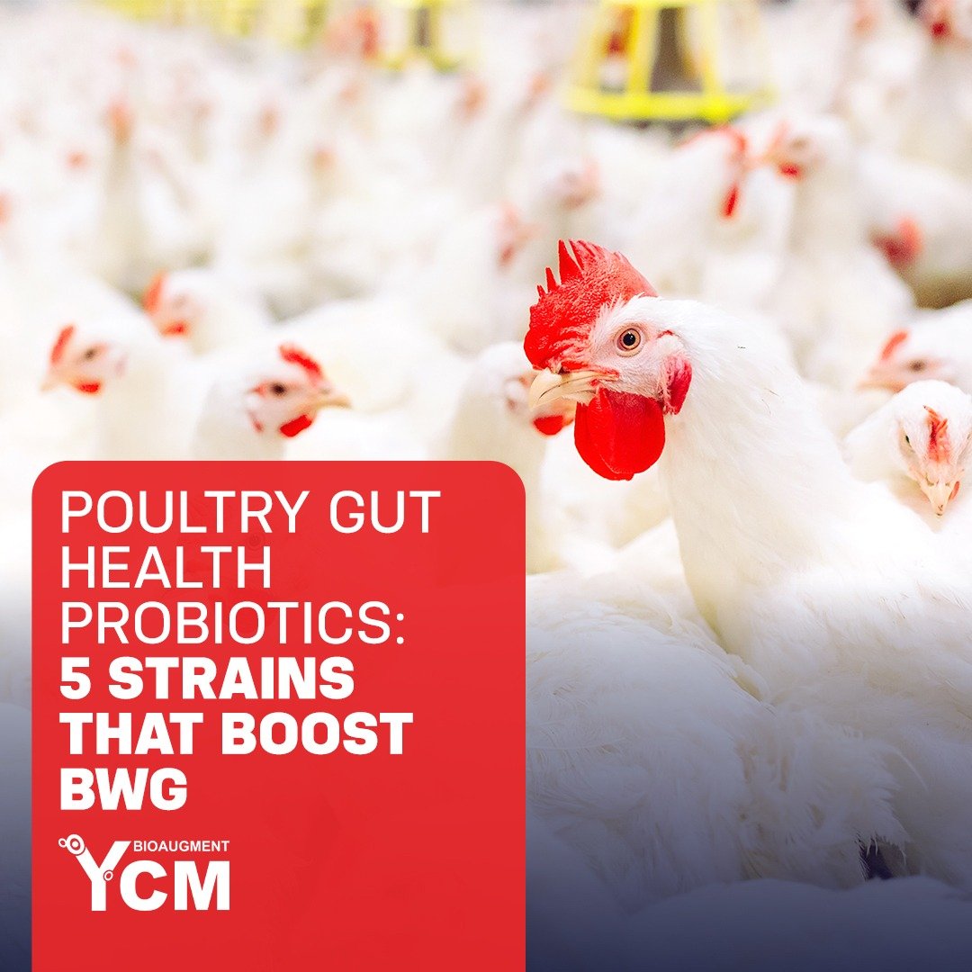 Poultry Gut Health