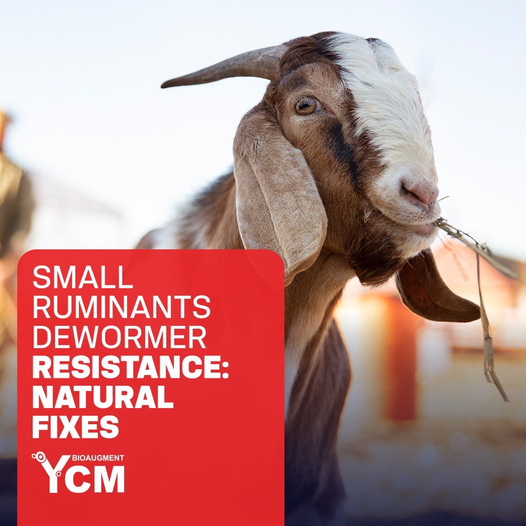 Dewormer Resistance in Goats