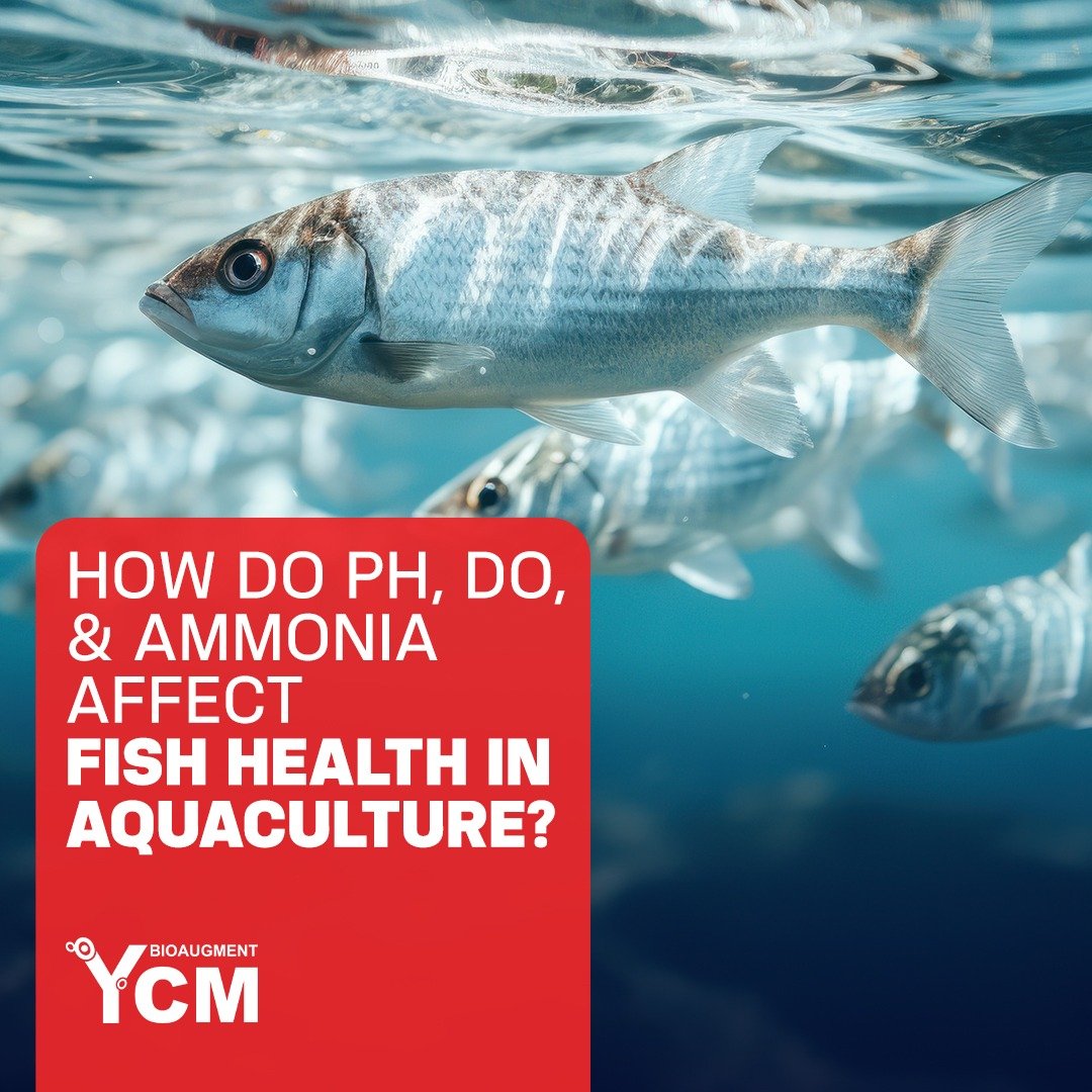 Ammonia Affect Fish Health in Aquaculture