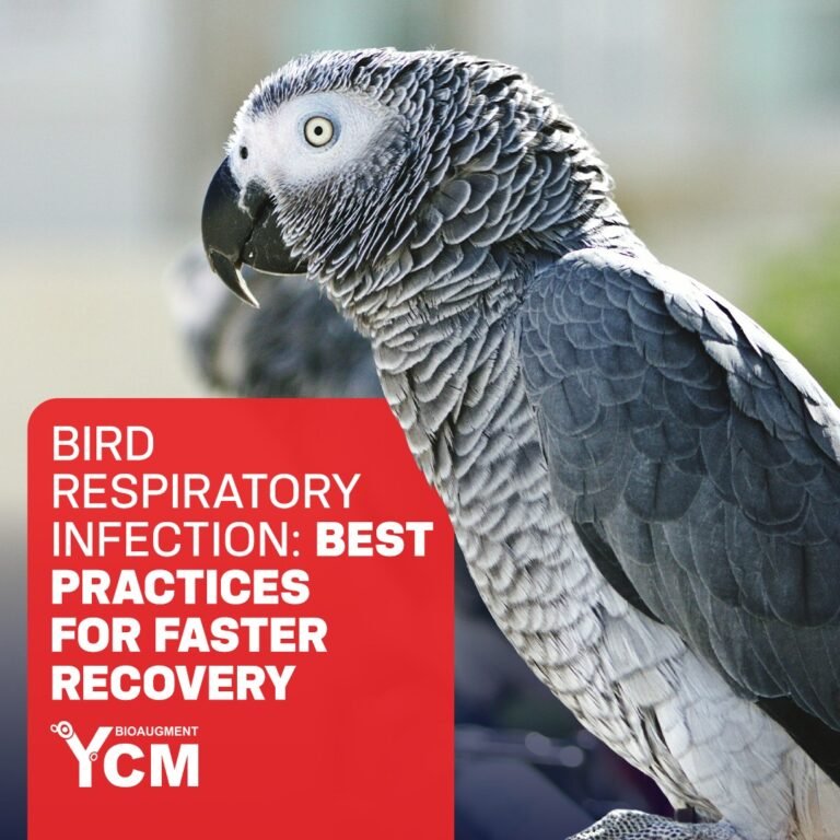 Bird Respiratory Infection