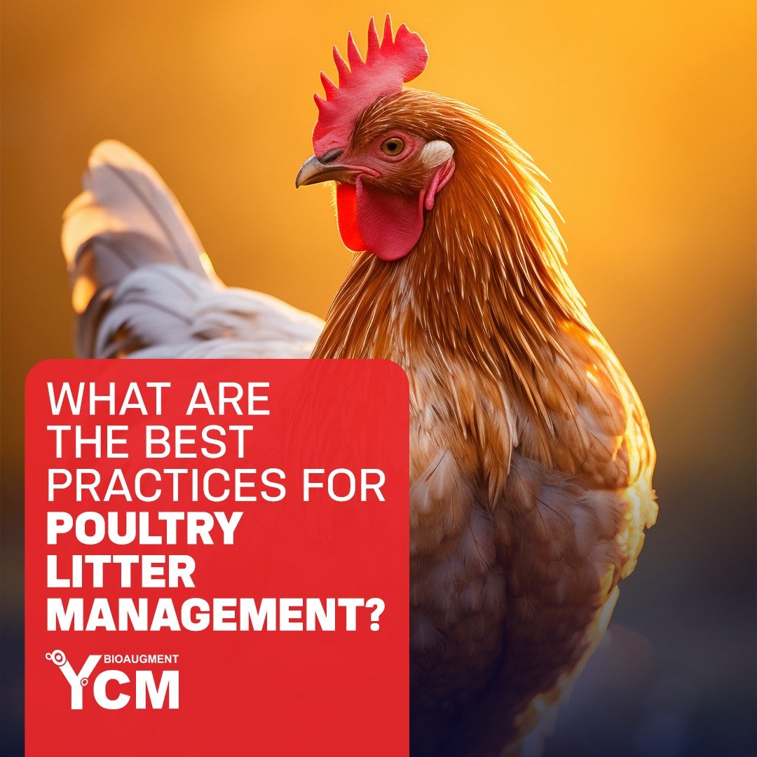 Poultry Litter Management