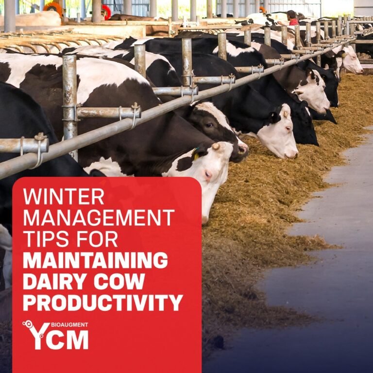 Winter Management Tips for Maintaining Dairy Cow Productivity