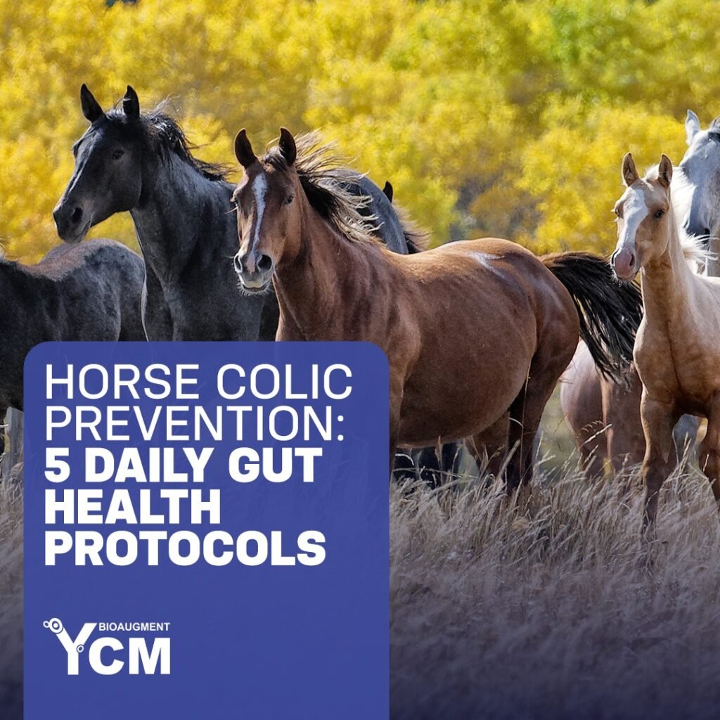 Horse Colic Prevention