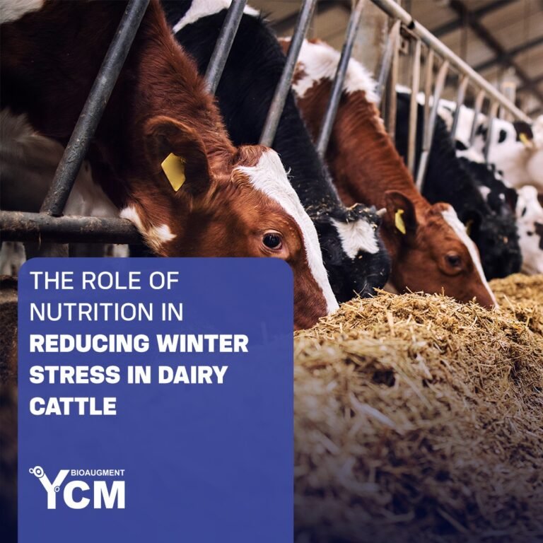 Winter Stress in Dairy Cattle