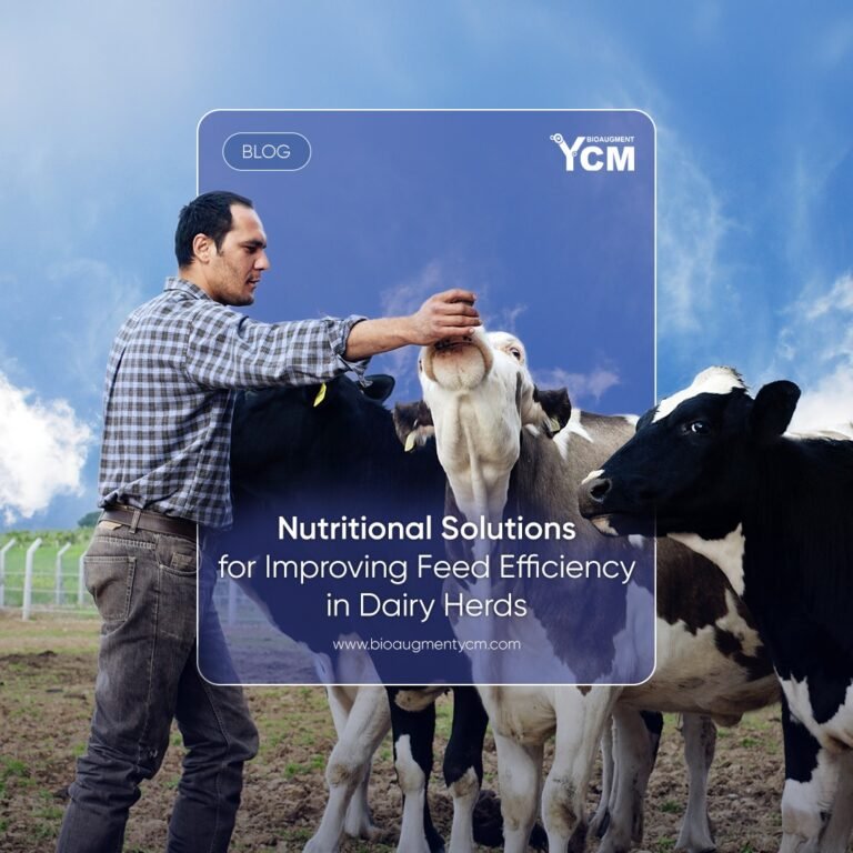 Feed Efficiency in Dairy Herds