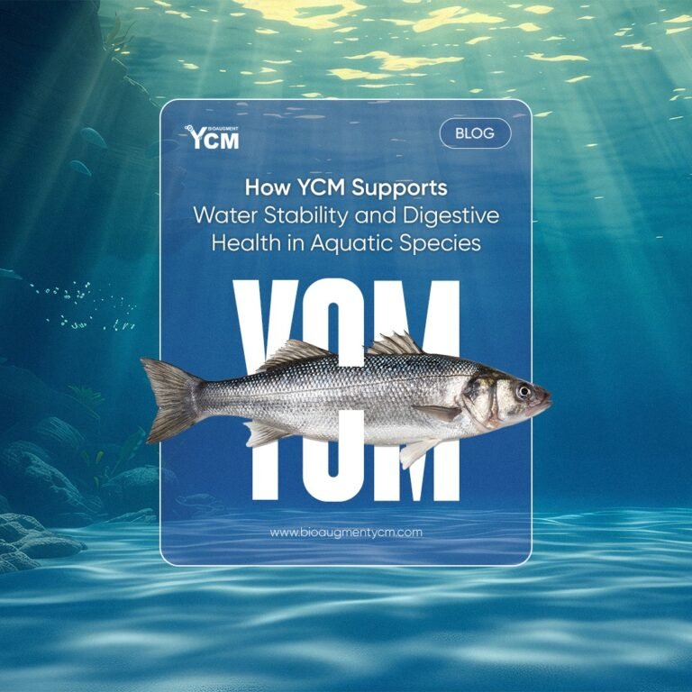 How YCM Supports Water Stability and Digestive Health in Aquatic Species