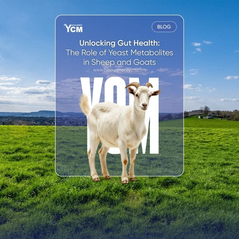 yeast cultural metabolites for small ruminants