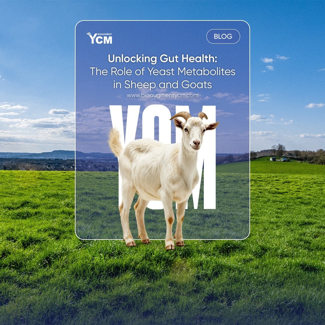 yeast cultural metabolites for small ruminants